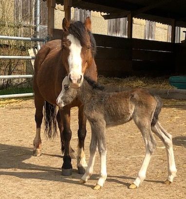 Erstes Ponyfohlen auf dem Rappenhof