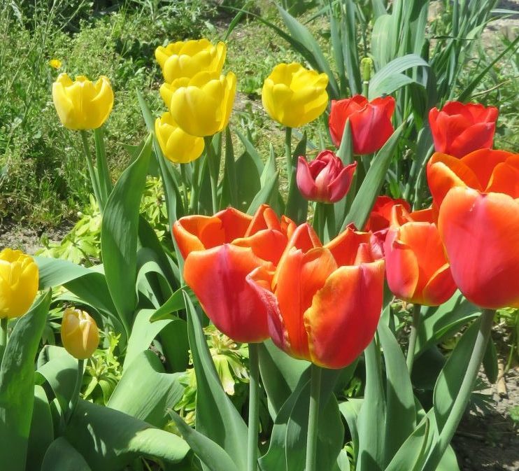 Frühling auf dem Rappenhof