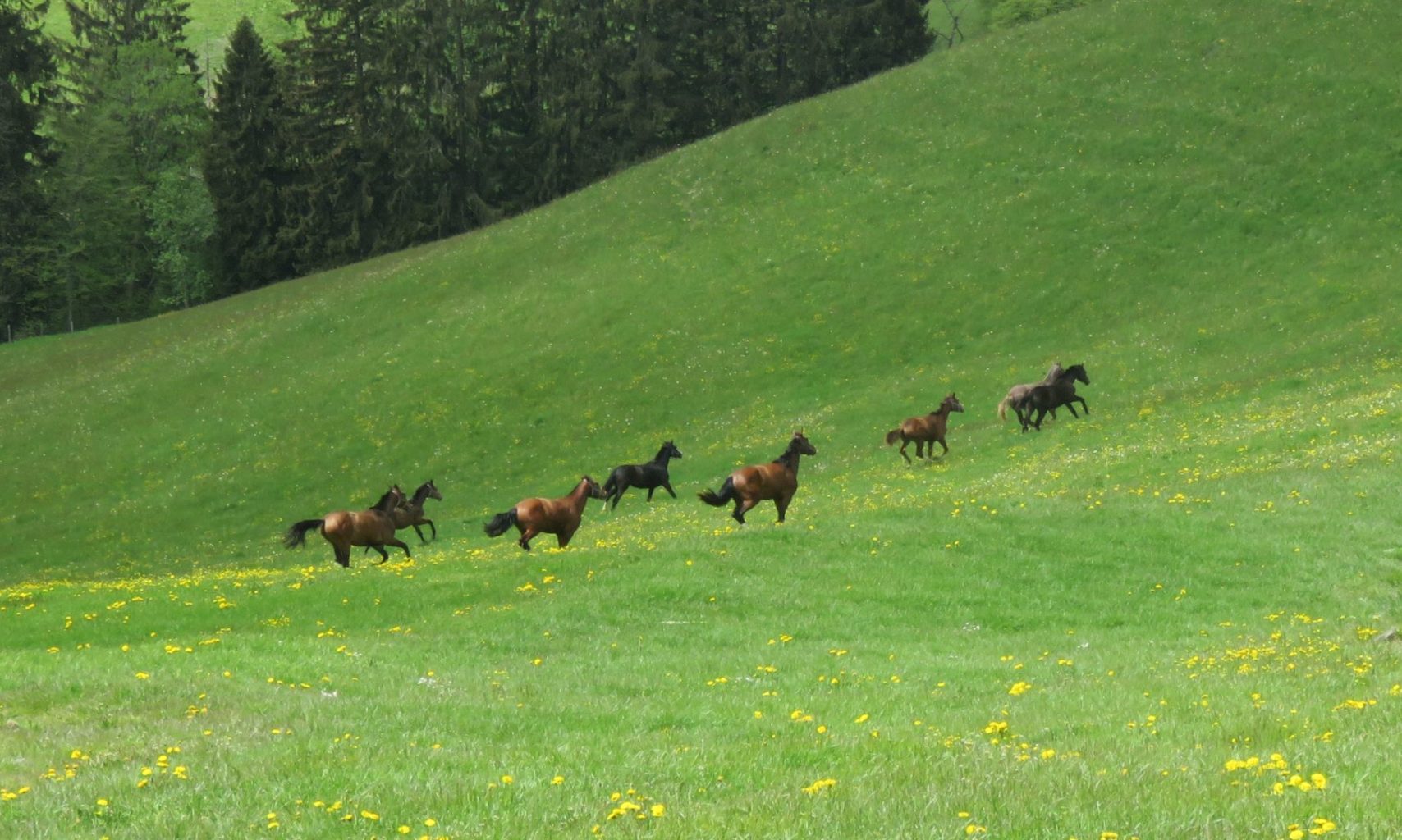 Ab Auf Die Alp Rappenhof