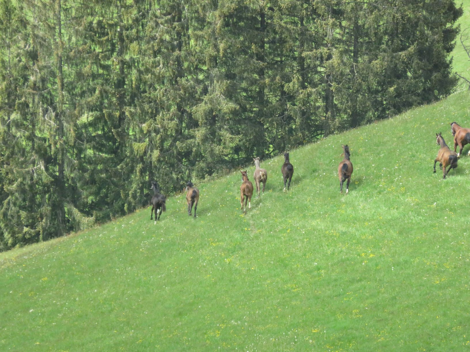 Ab auf die Alp!