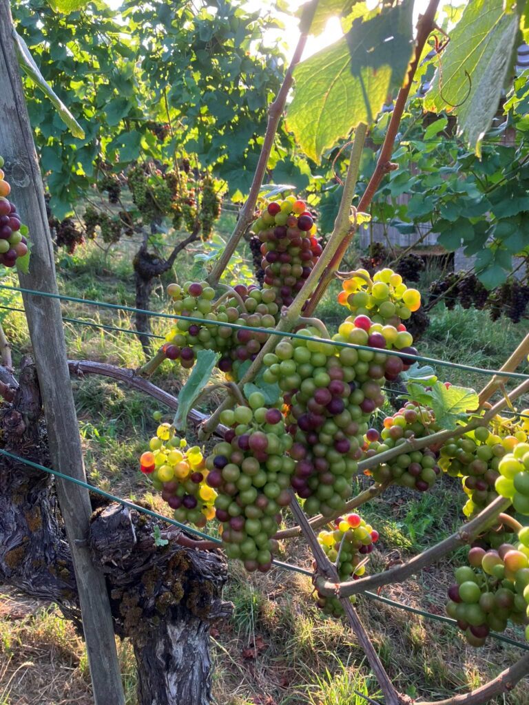 Die Trauben reifen – Rappenhof